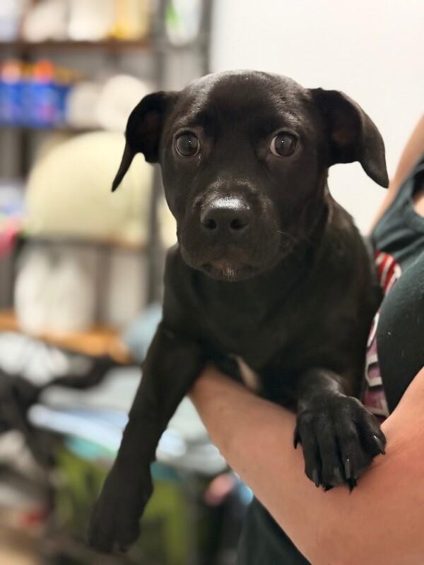 Bonbon, a Adoptable mixed breed in Van Nuys, CA image 2/6