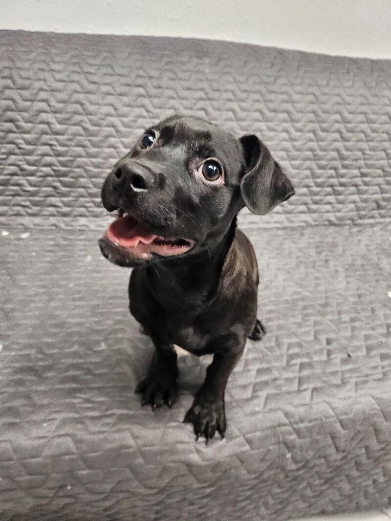 Bonbon, a Adoptable mixed breed in Van Nuys, CA image 3/6