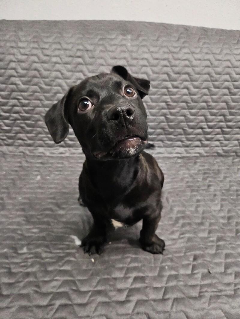 Bonbon, a Adoptable mixed breed in Van Nuys, CA image 4/6