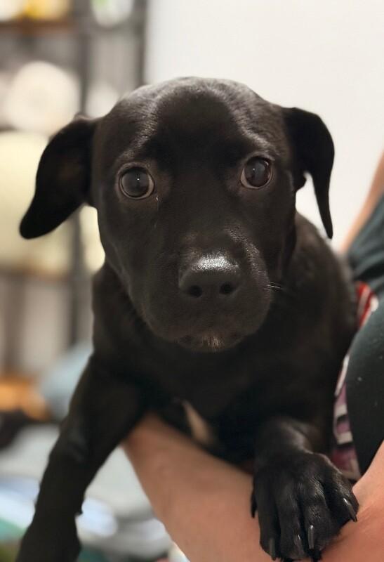 Bonbon, a Adoptable mixed breed in Van Nuys, CA image 5/6