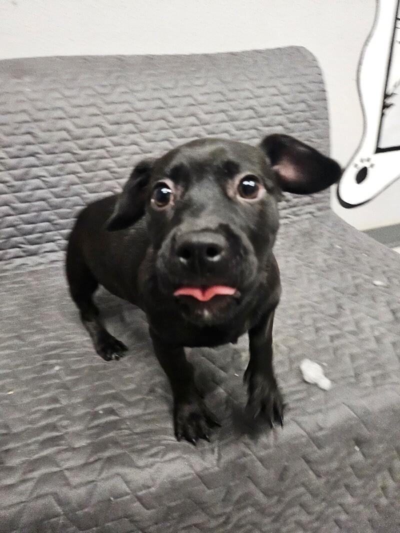 Bonbon, a Adoptable mixed breed in Van Nuys, CA image 6/6