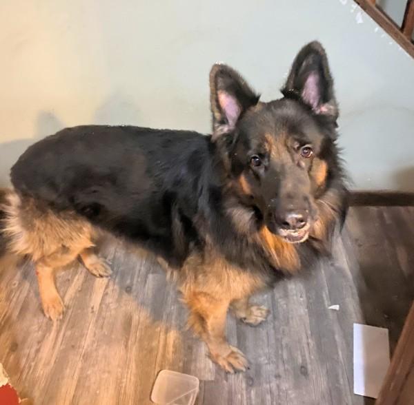 Enlarge Tucker (Courtesy Post), a ADOPTABLE German Shepherd Dog in Oswego, NY image 1/1