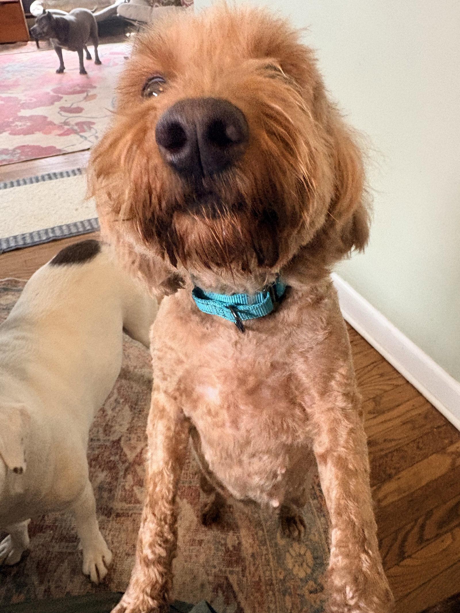 Buttercup, Adopted, Adult Female Golden Retriever & Poodle.