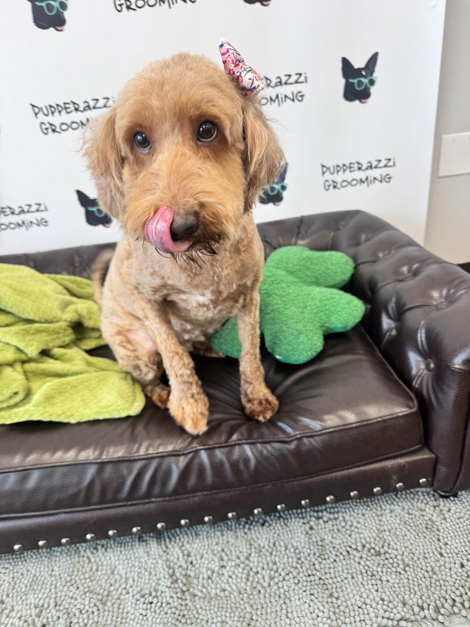 Enlarge Buttercup, a Adopted mixed breed in Spring City, PA image 2/3