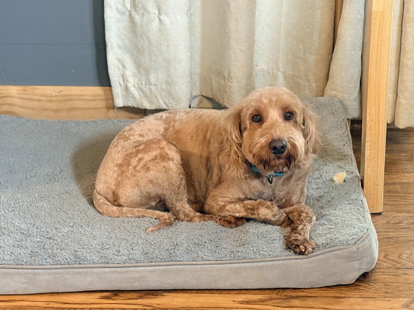 Enlarge Buttercup, a Adopted mixed breed in Spring City, PA image 3/3