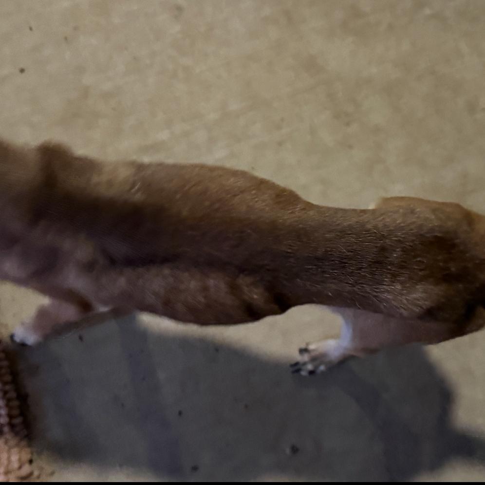 Enlarge Slim Shady, a Adoptable mixed breed in Little Rock, AR image 2/4