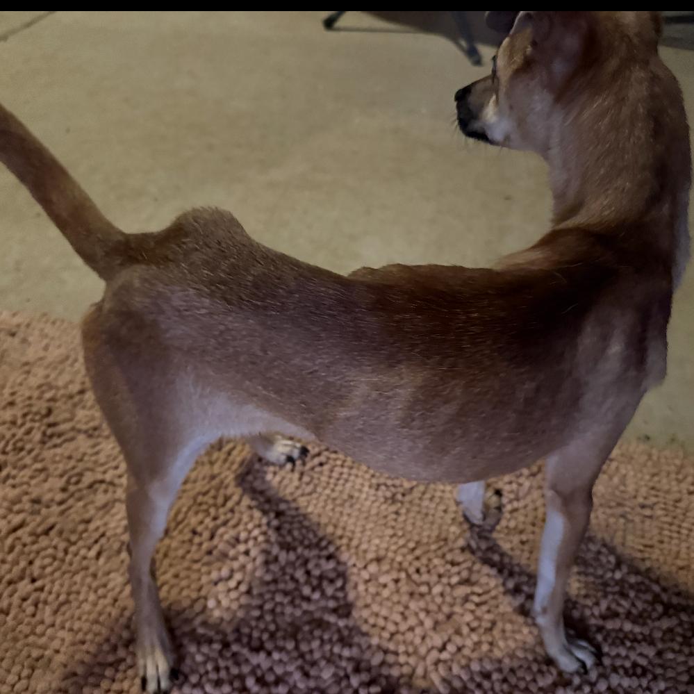 Enlarge Slim Shady, a Adoptable mixed breed in Little Rock, AR image 3/4