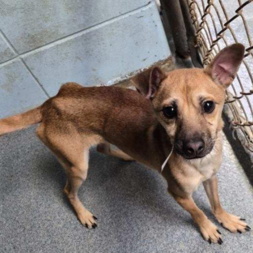 Enlarge Slim Shady, a Adoptable mixed breed in Little Rock, AR image 4/4