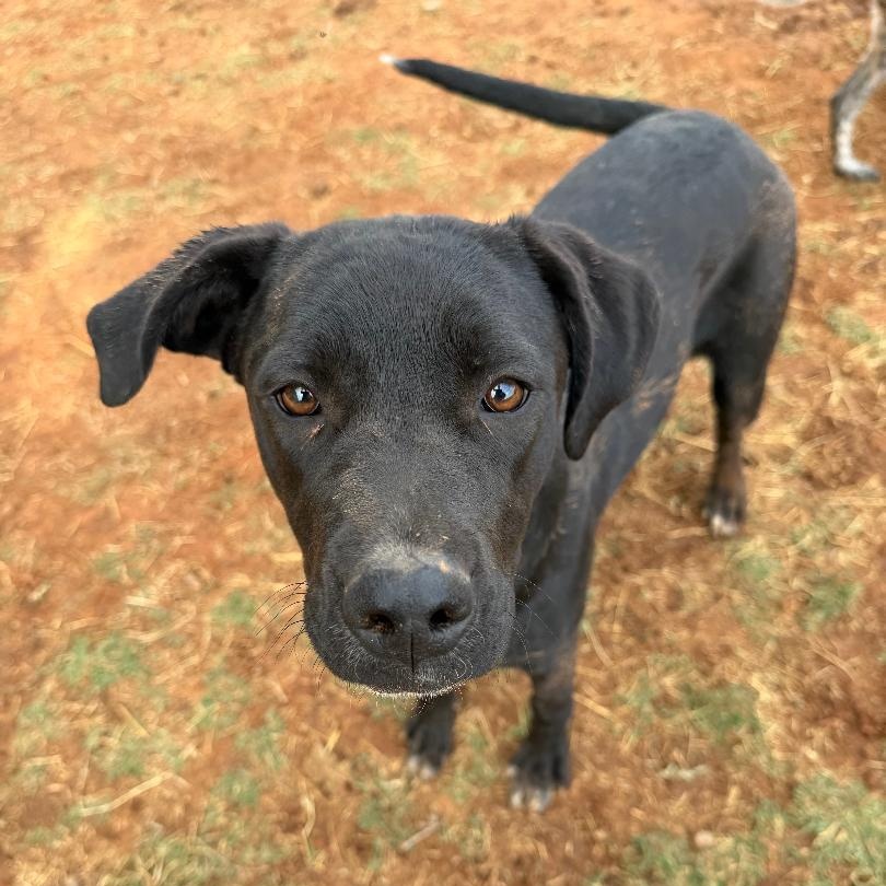 Albany, a ADOPTABLE mixed breed in Sentinel, OK image 1/2