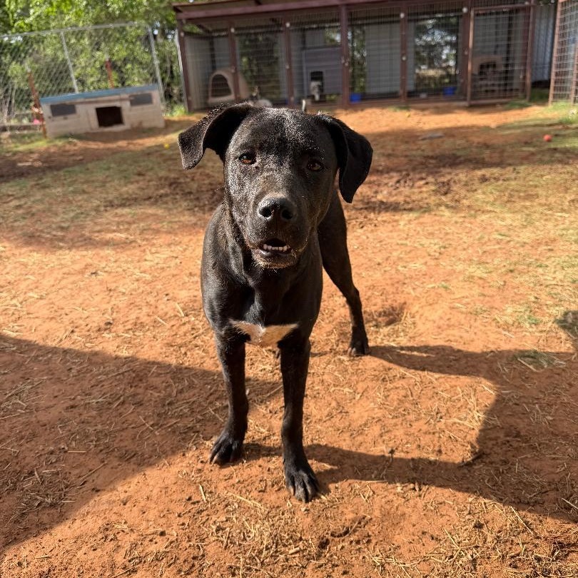 Albany, a ADOPTABLE mixed breed in Sentinel, OK image 2/2