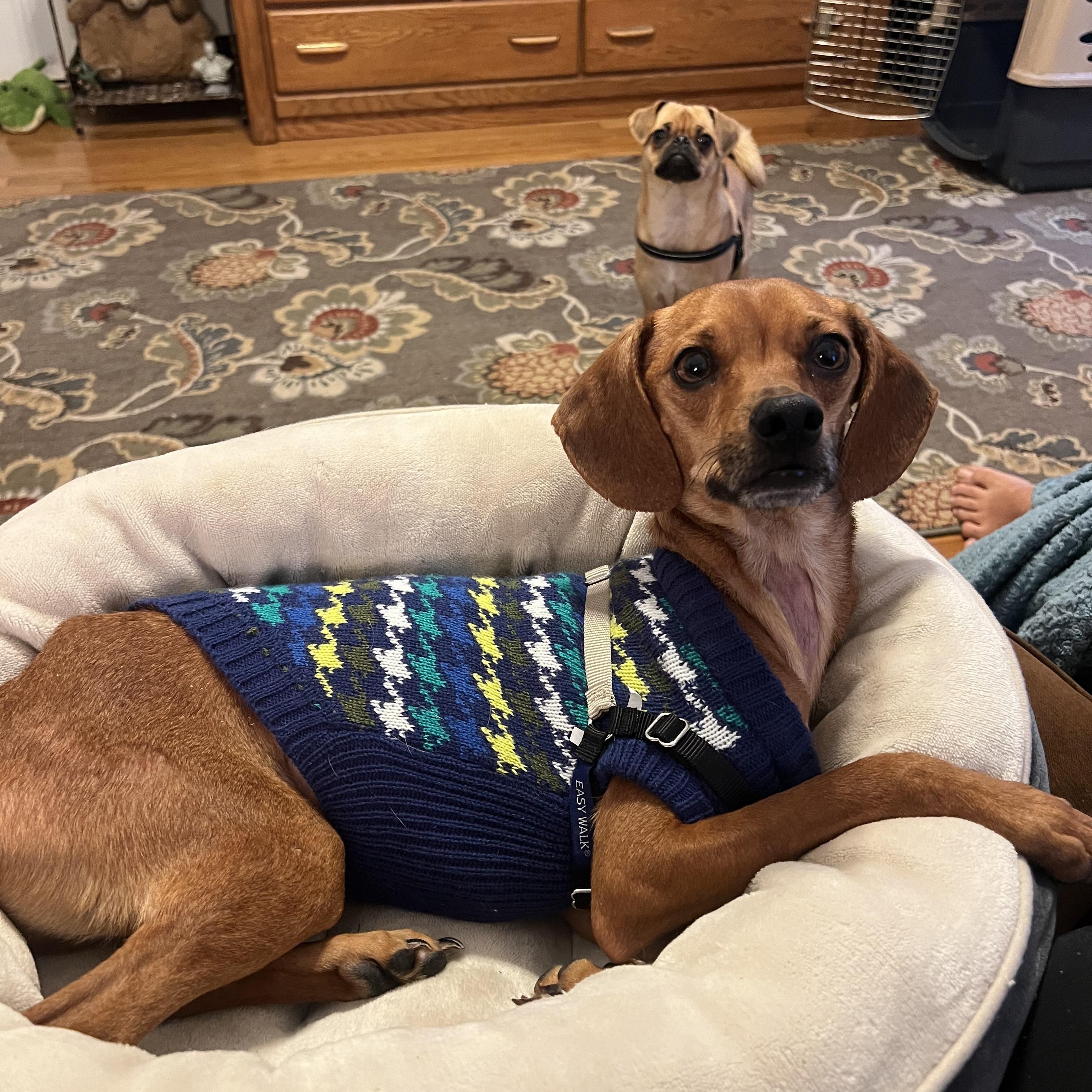 Vesper, ADOPTABLE, Adult Male Dachshund.