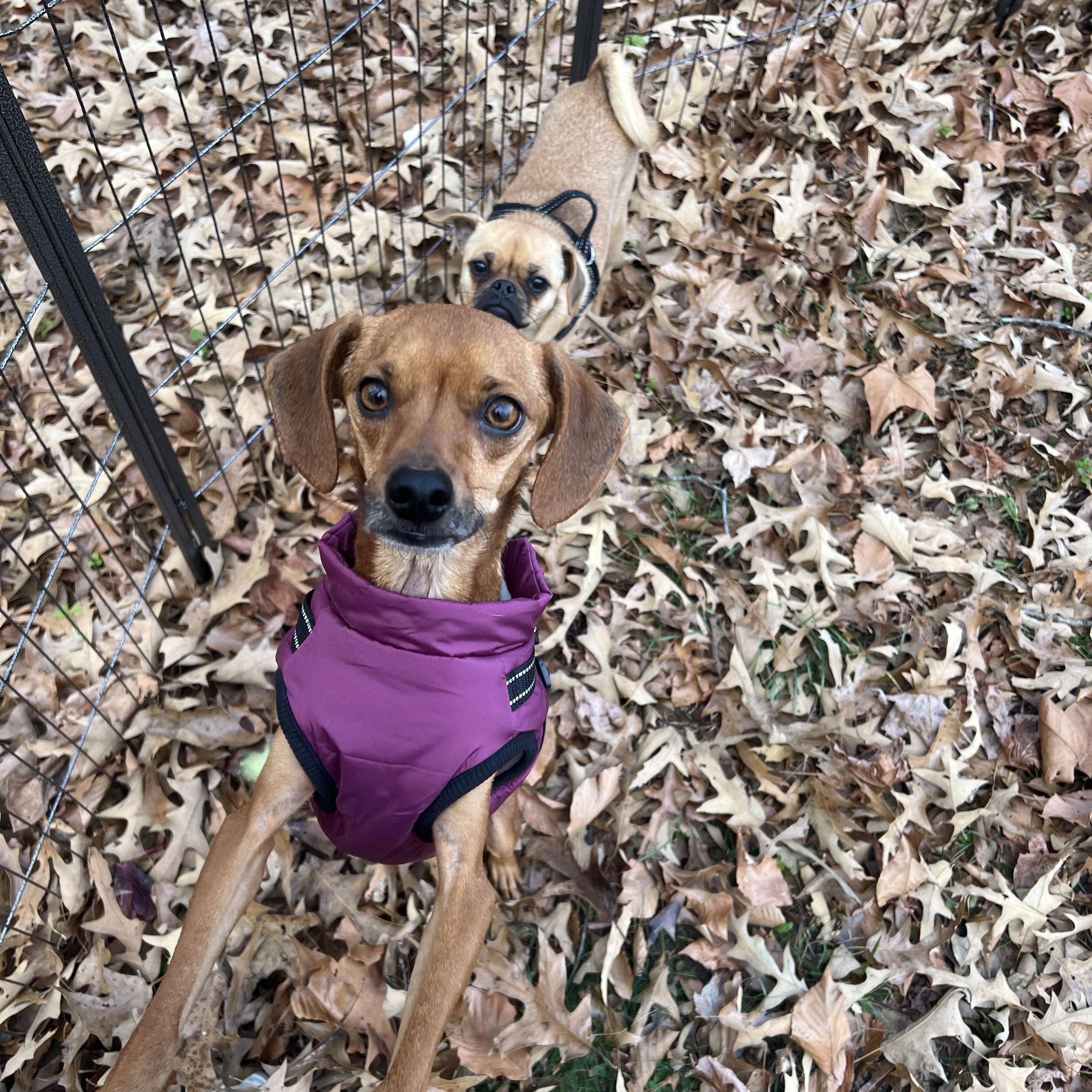 Enlarge Vesper, a ADOPTABLE mixed breed in Hughesville, MD image 2/2