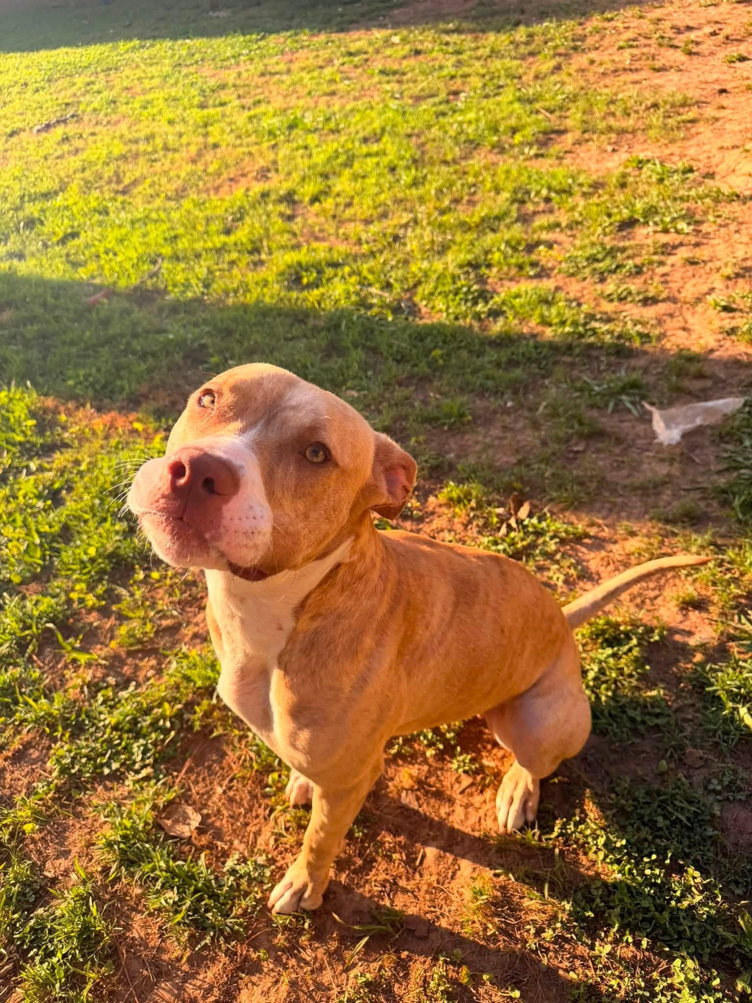 Enlarge Simba, a ADOPTABLE mixed breed in Huntsville, AL image 1/6