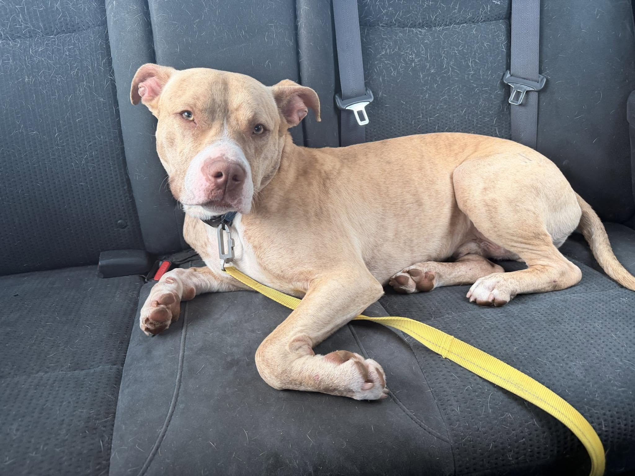Enlarge Simba, a ADOPTABLE Mixed Breed in Huntsville, AL image 1/4