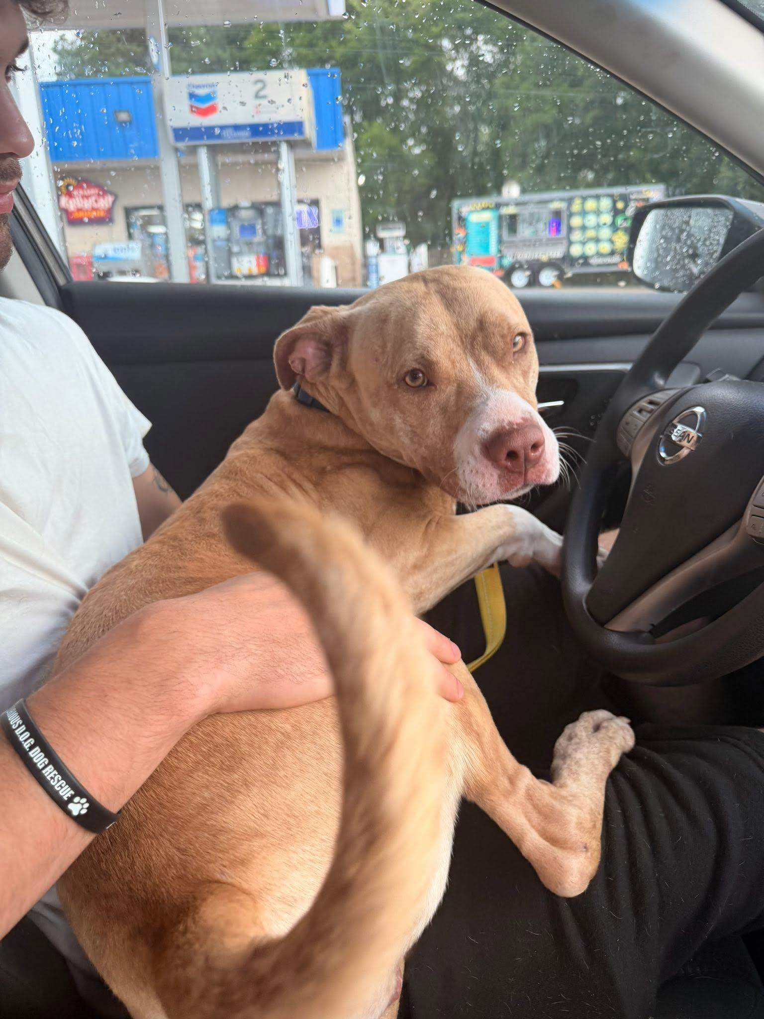 Enlarge Simba, a ADOPTABLE Mixed Breed in Huntsville, AL image 4/4