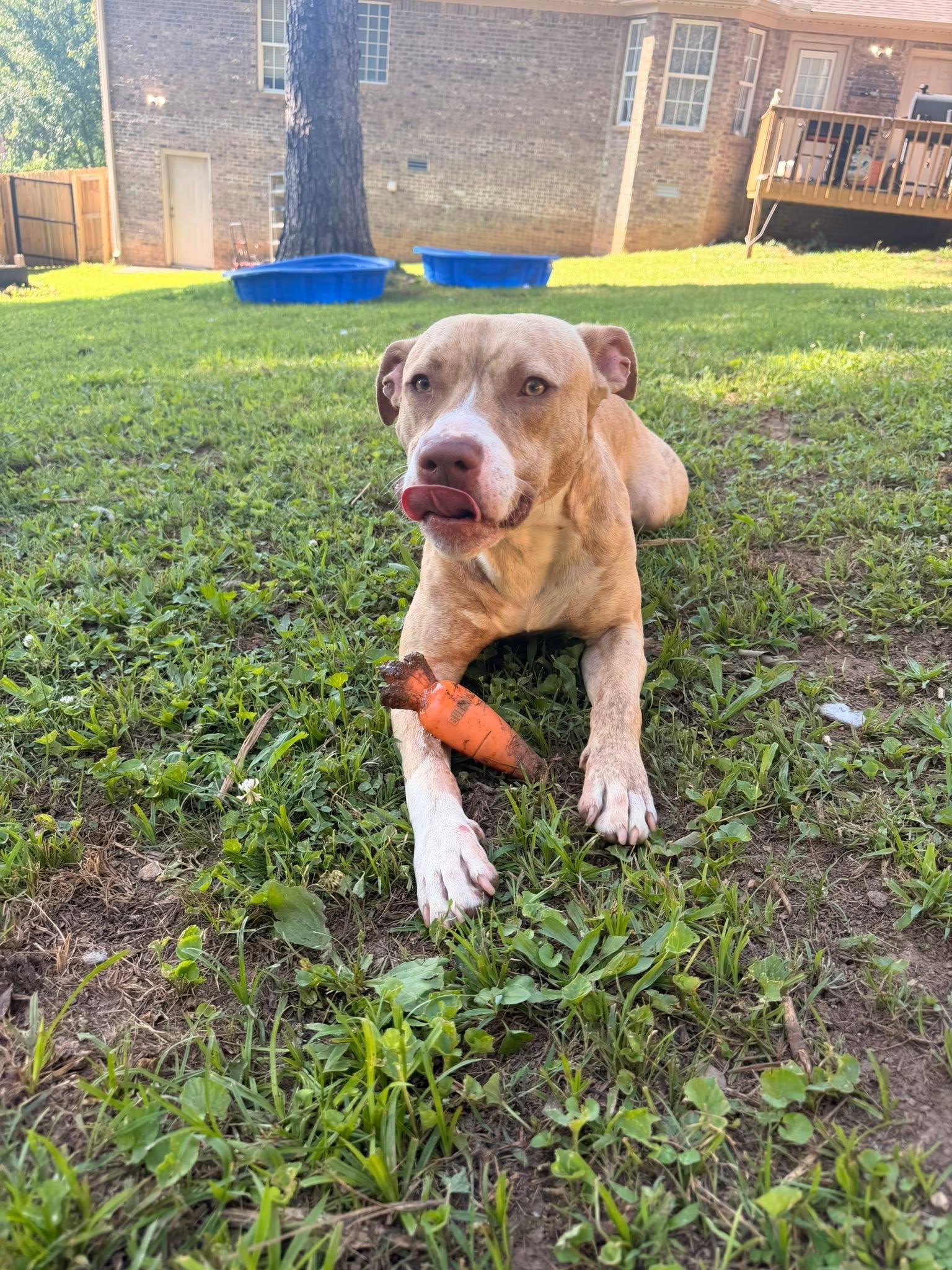 Enlarge Simba, a ADOPTABLE mixed breed in Huntsville, AL image 5/6