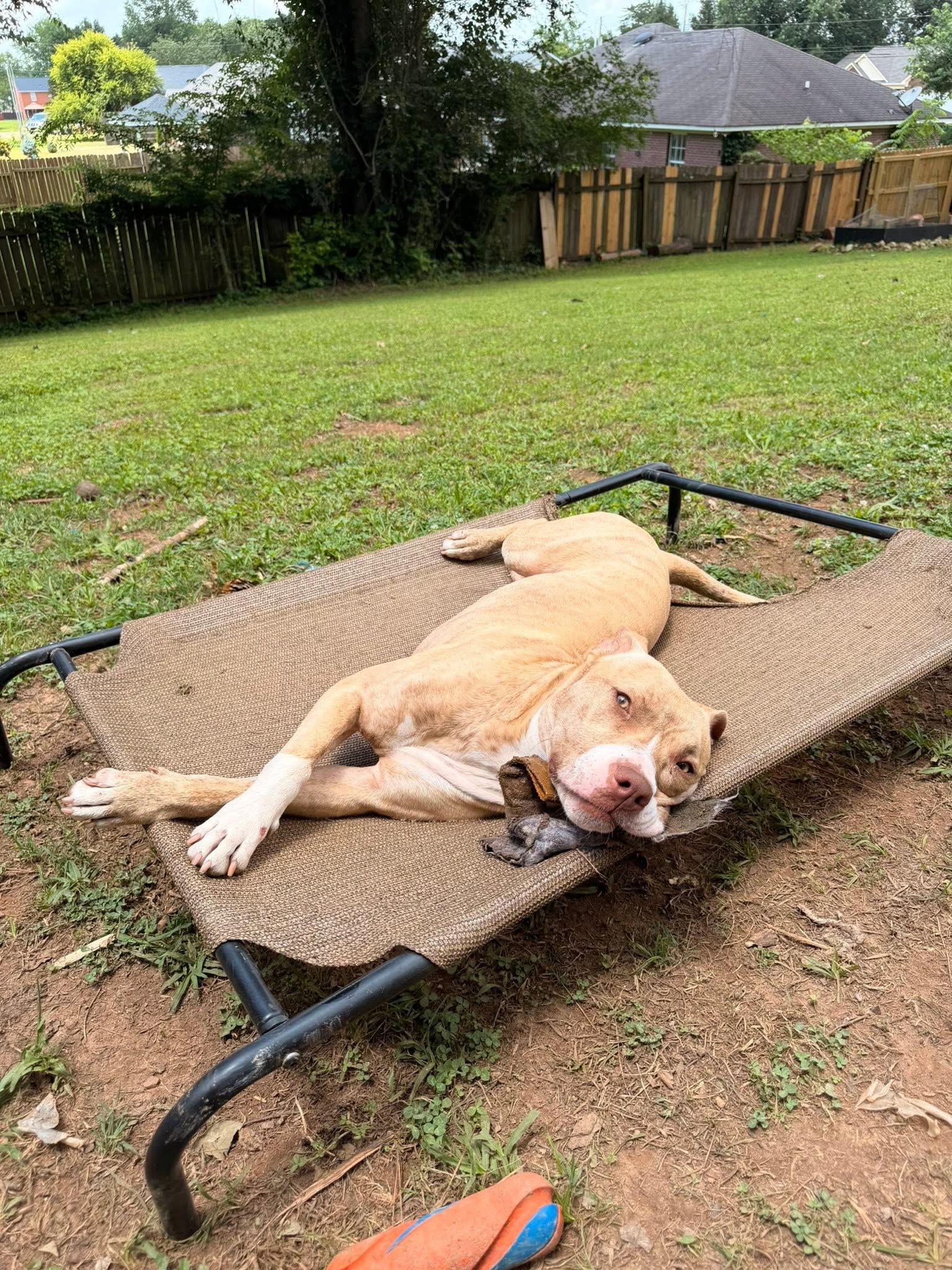 Enlarge Simba, a ADOPTABLE mixed breed in Huntsville, AL image 6/6