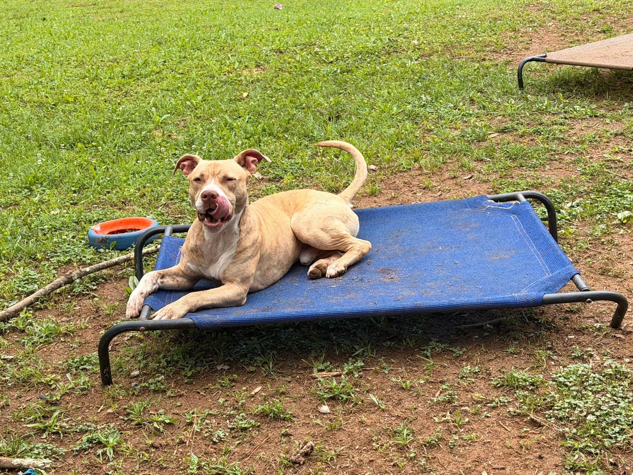Enlarge Simba, a ADOPTABLE Mixed Breed in Huntsville, AL image 2/4