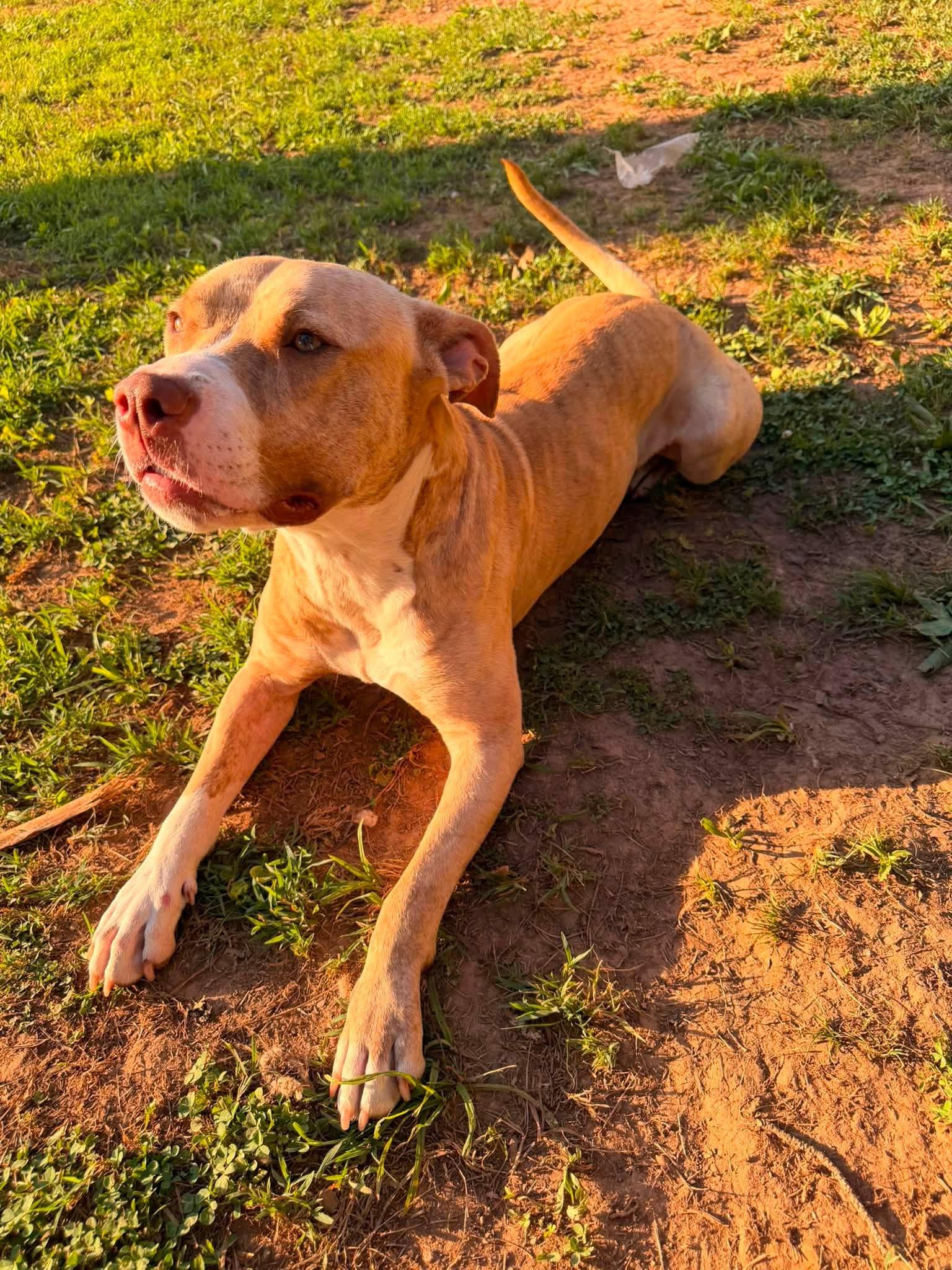 Enlarge Simba, a ADOPTABLE mixed breed in Huntsville, AL image 4/6