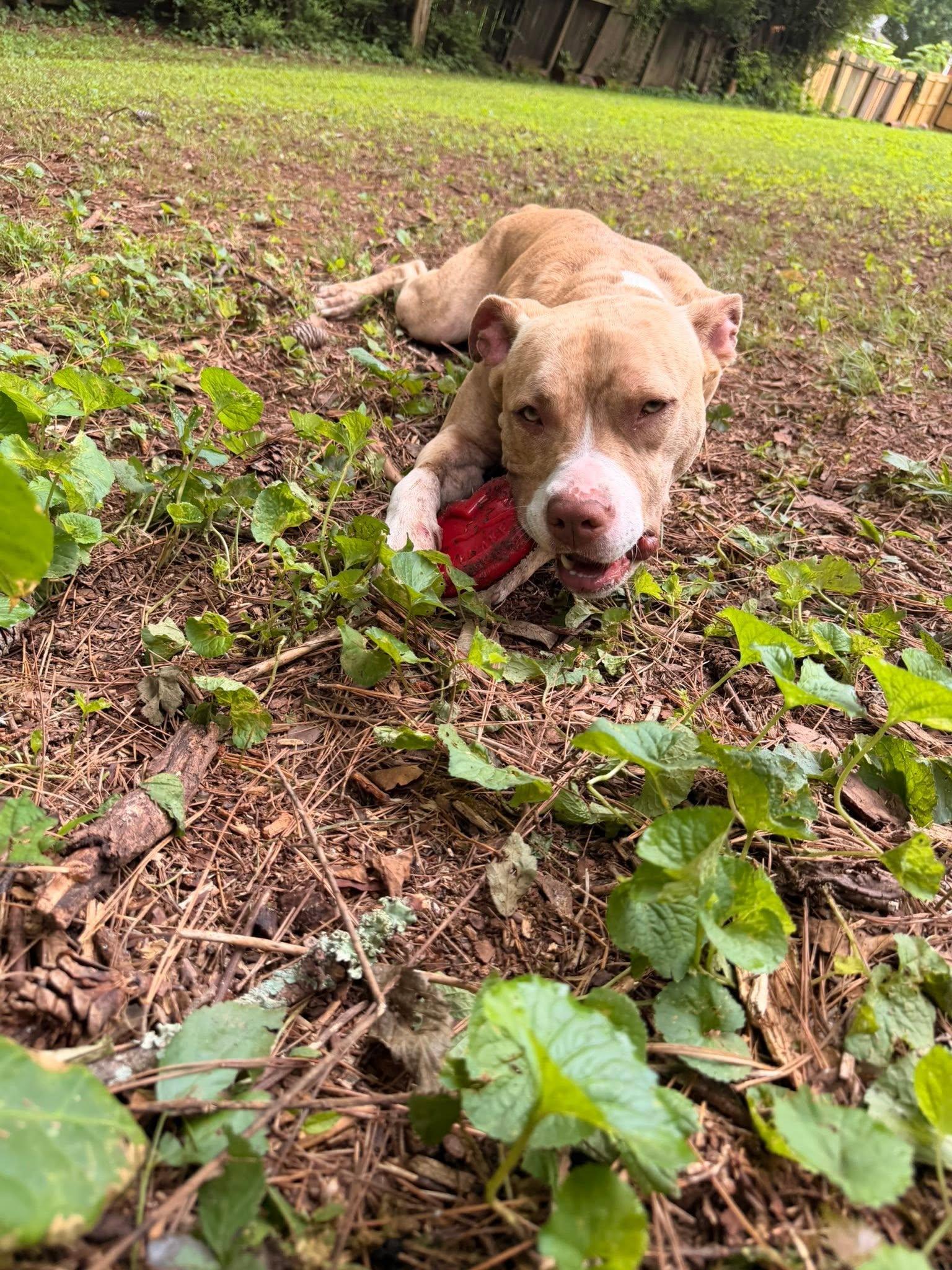 Enlarge Simba, a ADOPTABLE Mixed Breed in Huntsville, AL image 3/4