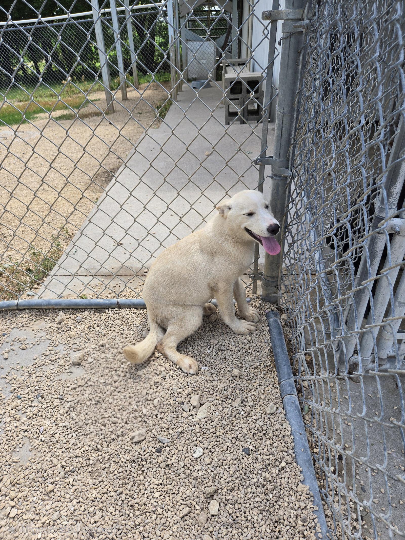 Coco Puff, Adopted, Young Female Husky.