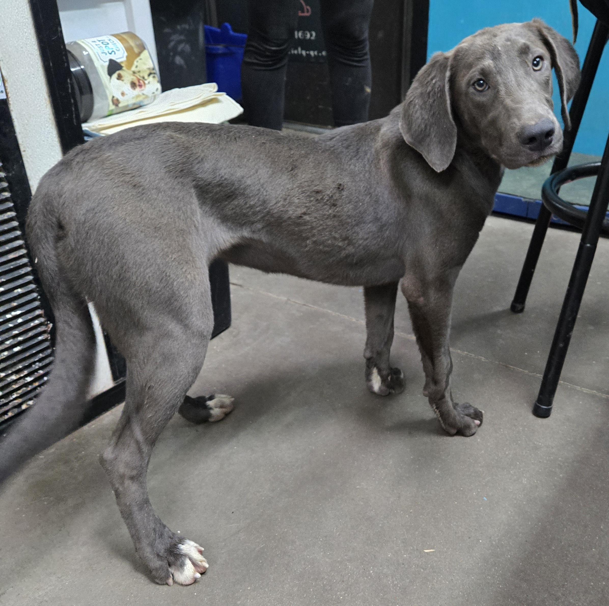 Enlarge Fergie, a Adoptable mixed breed in Graham, TX image 1/2
