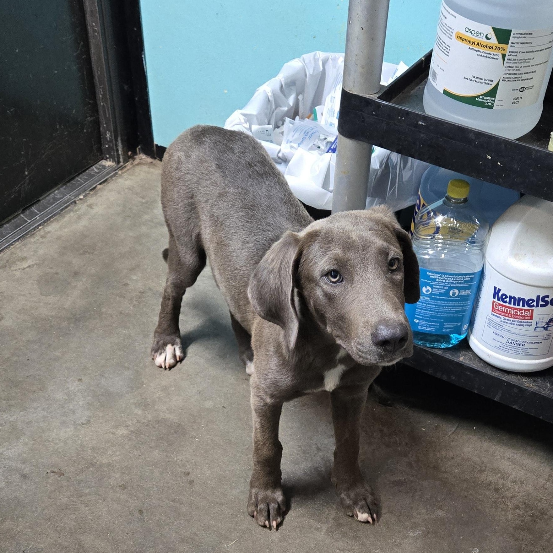 Enlarge Fergie, a Adoptable mixed breed in Graham, TX image 2/2