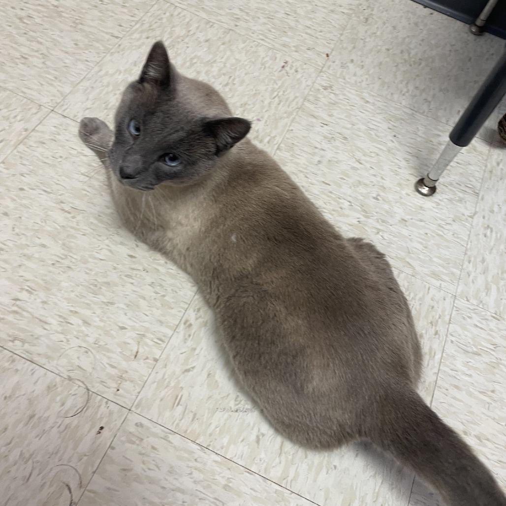 Ace, Adoptable, Adult Male Siamese.