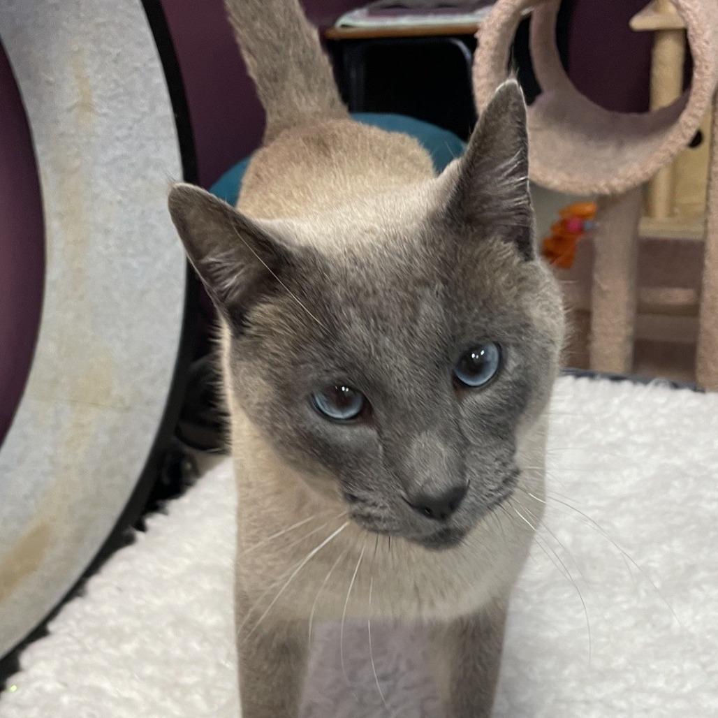 Enlarge Ace, a Adoptable Siamese in Branson, MO image 2/3