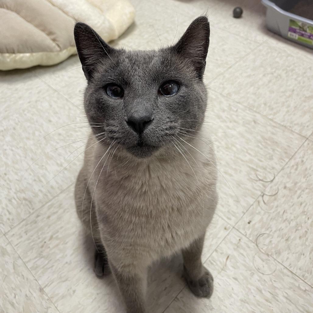 Enlarge Ace, a Adoptable Siamese in Branson, MO image 3/3