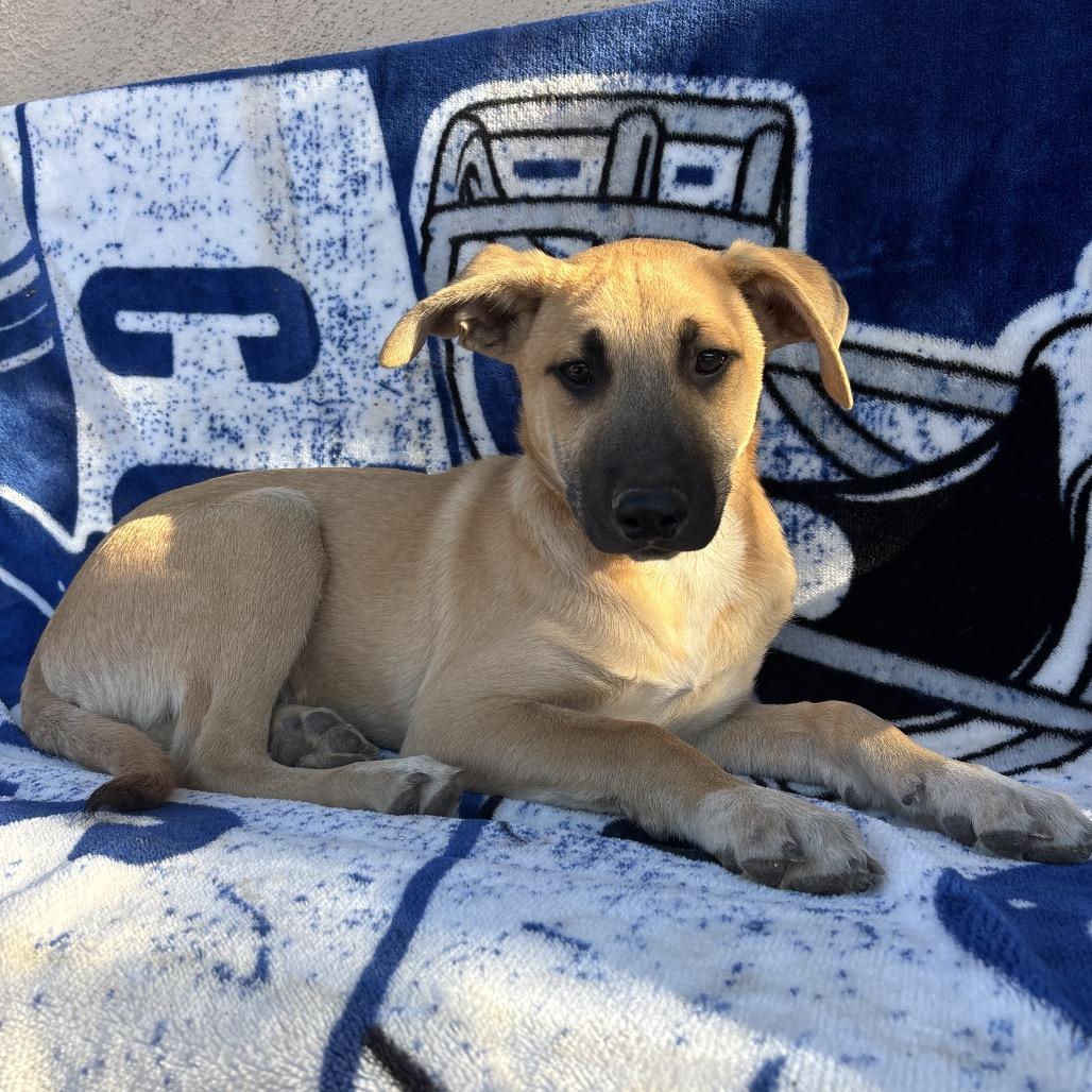 Lorne, Adoptable, Puppy Male German Shepherd Dog.