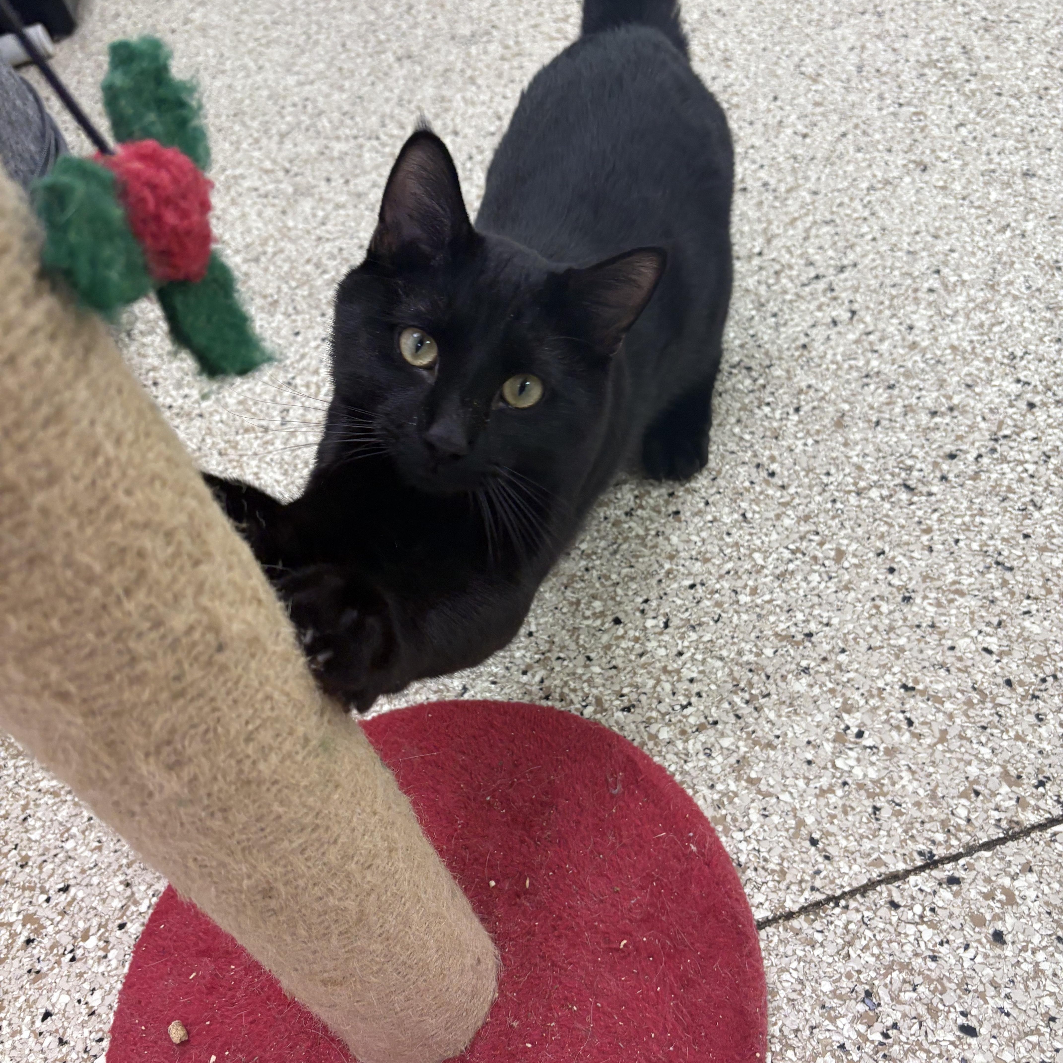 Steven, ADOPTABLE, Adult Male Domestic Short Hair.