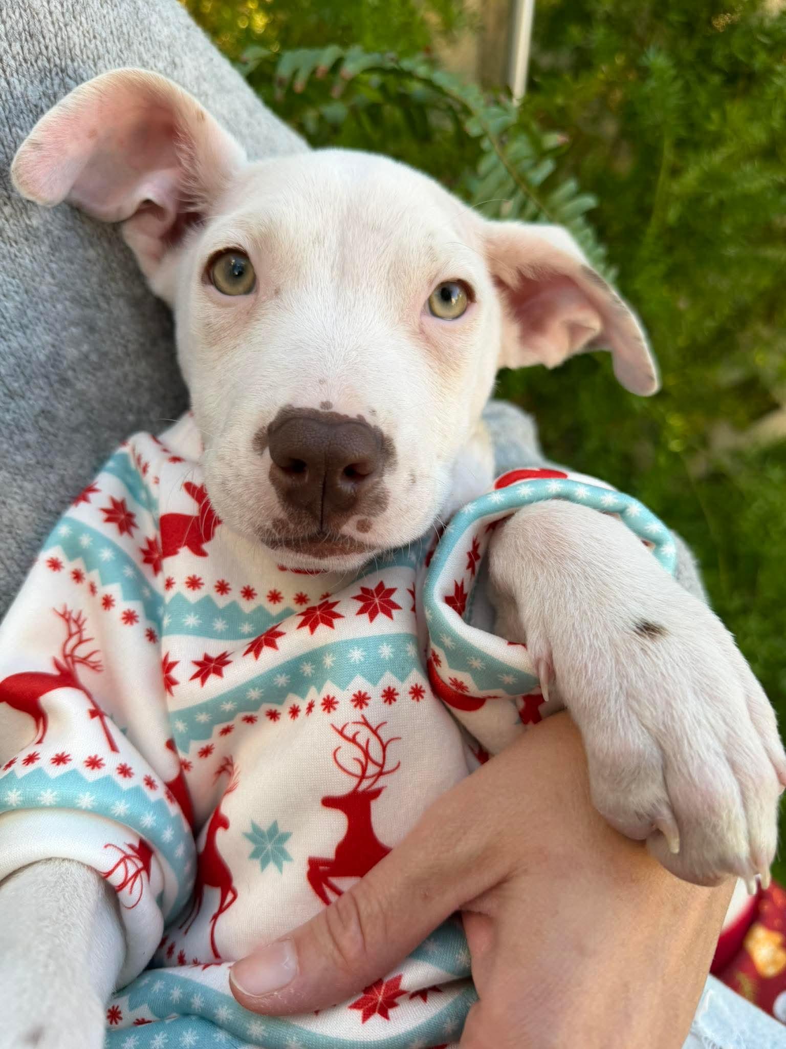 Maca , adoptable, Puppy Female Terrier.