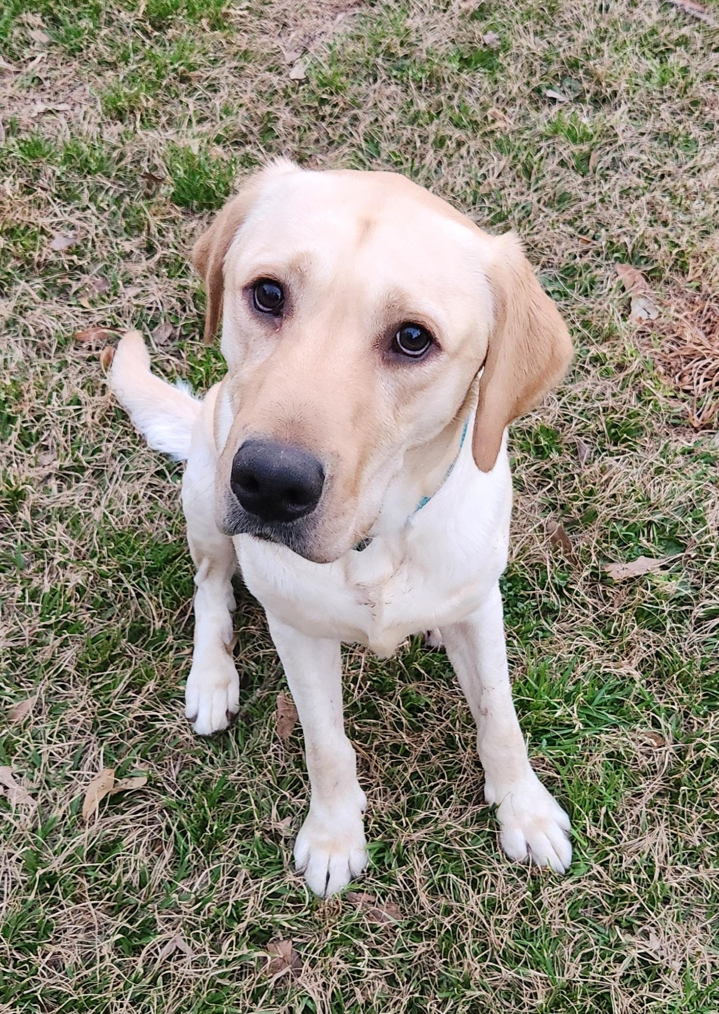 Gnocchi , adoptable, Young Male Yellow Labrador Retriever.
