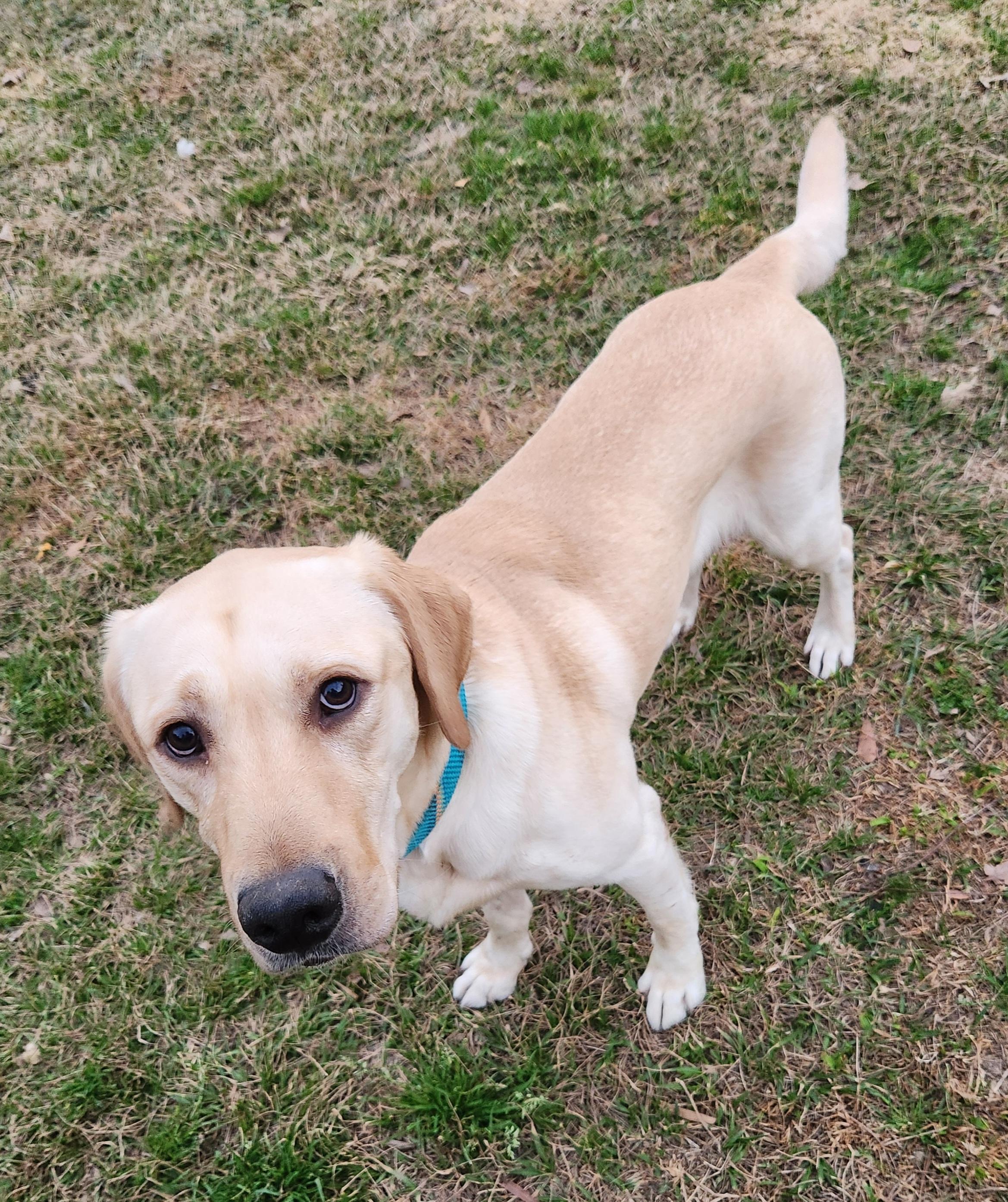 Enlarge Gnocchi , a ADOPTABLE Yellow Labrador Retriever in Baton Rouge, LA image 3/4