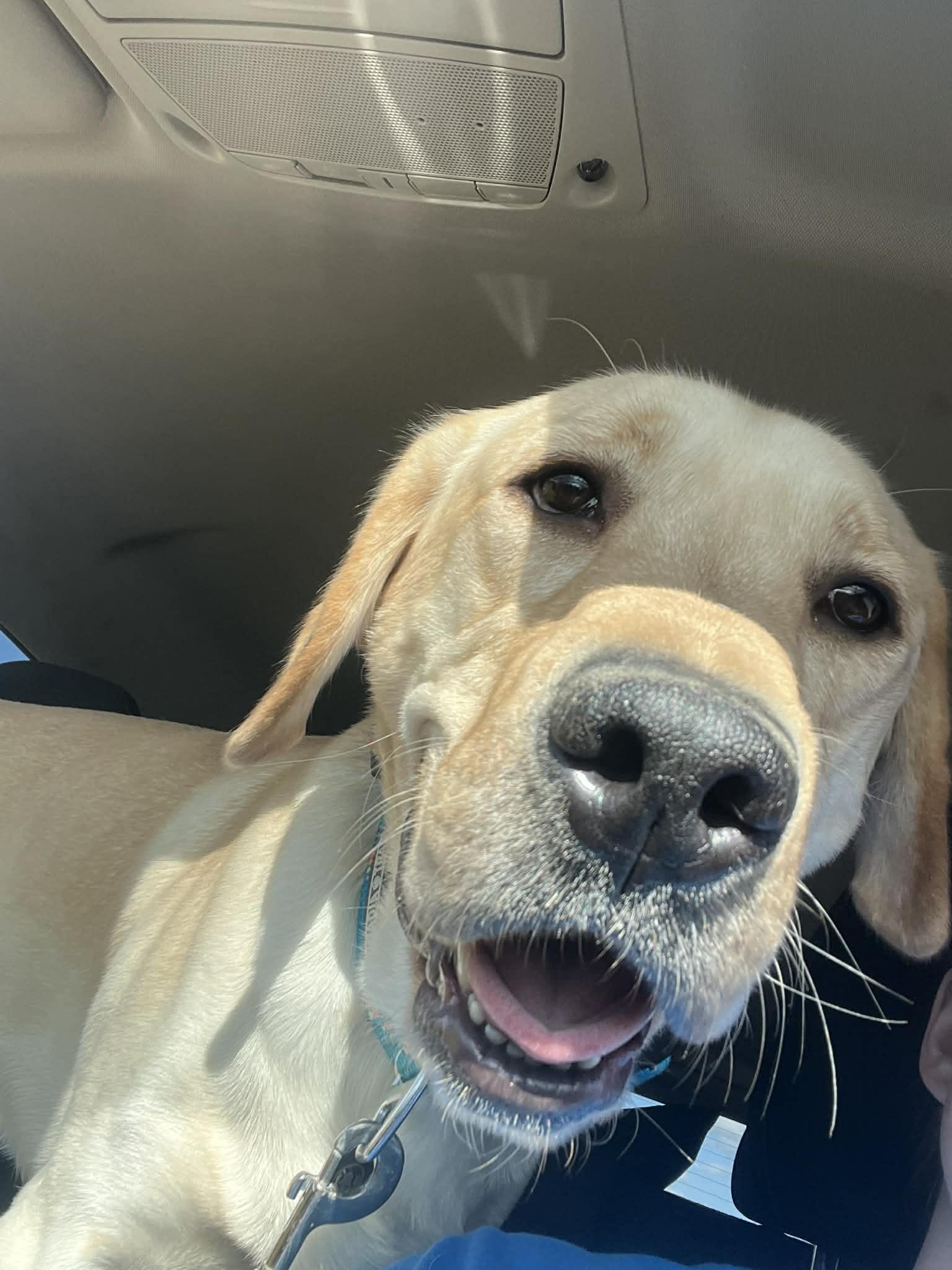 Gnocchi , ADOPTABLE, Young Male Yellow Labrador Retriever.