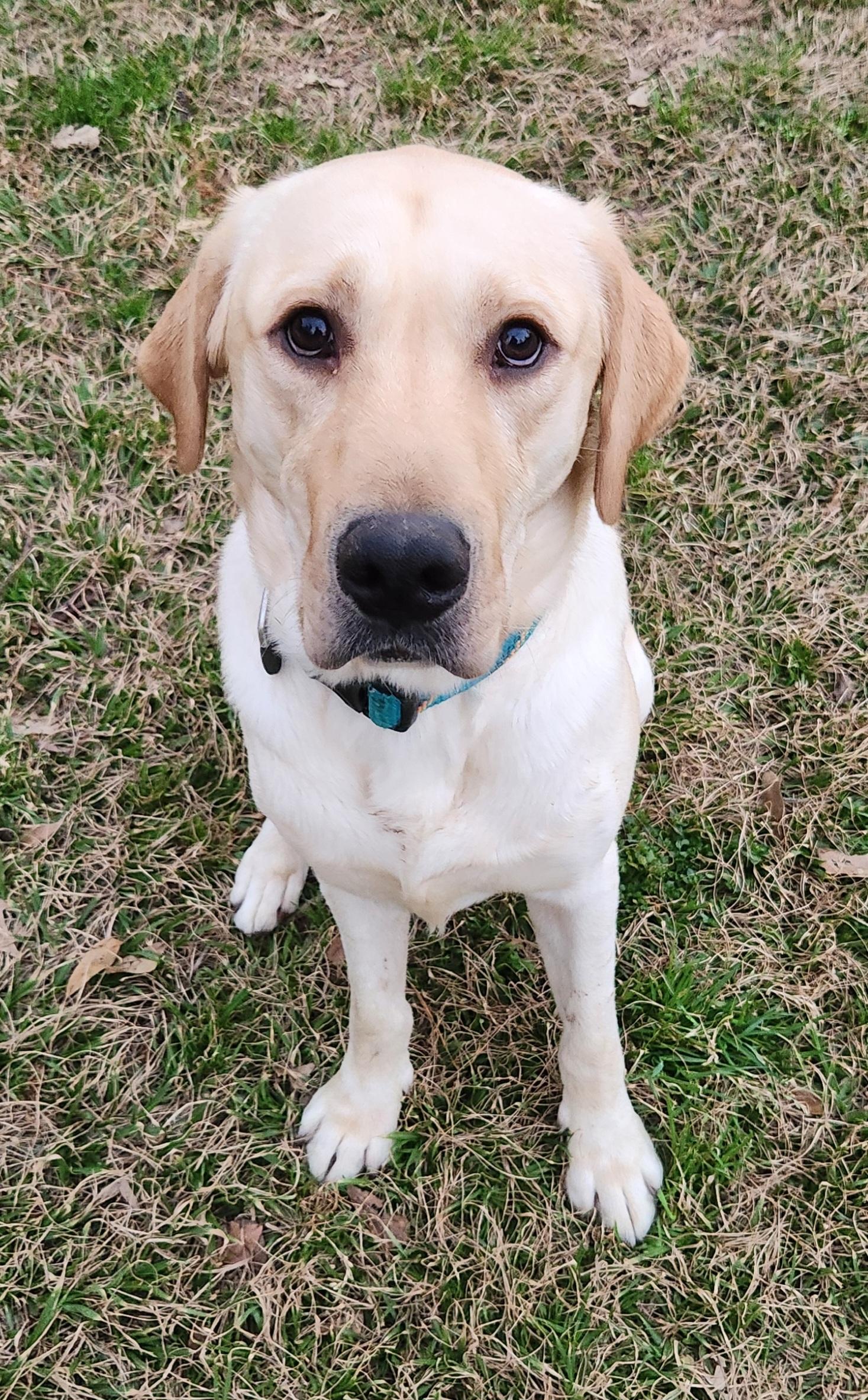 Enlarge Gnocchi , a ADOPTABLE Yellow Labrador Retriever in Baton Rouge, LA image 4/4