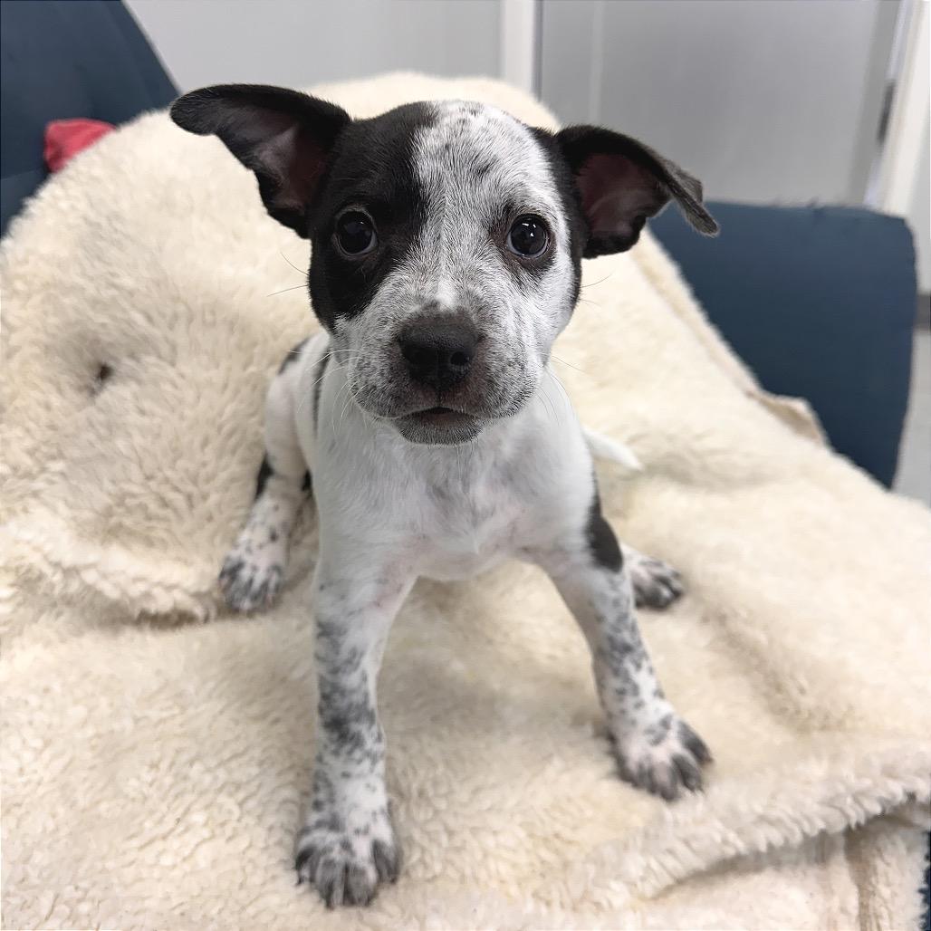 Miles, a Adoptable Mixed Breed in Park City, UT image 2/6