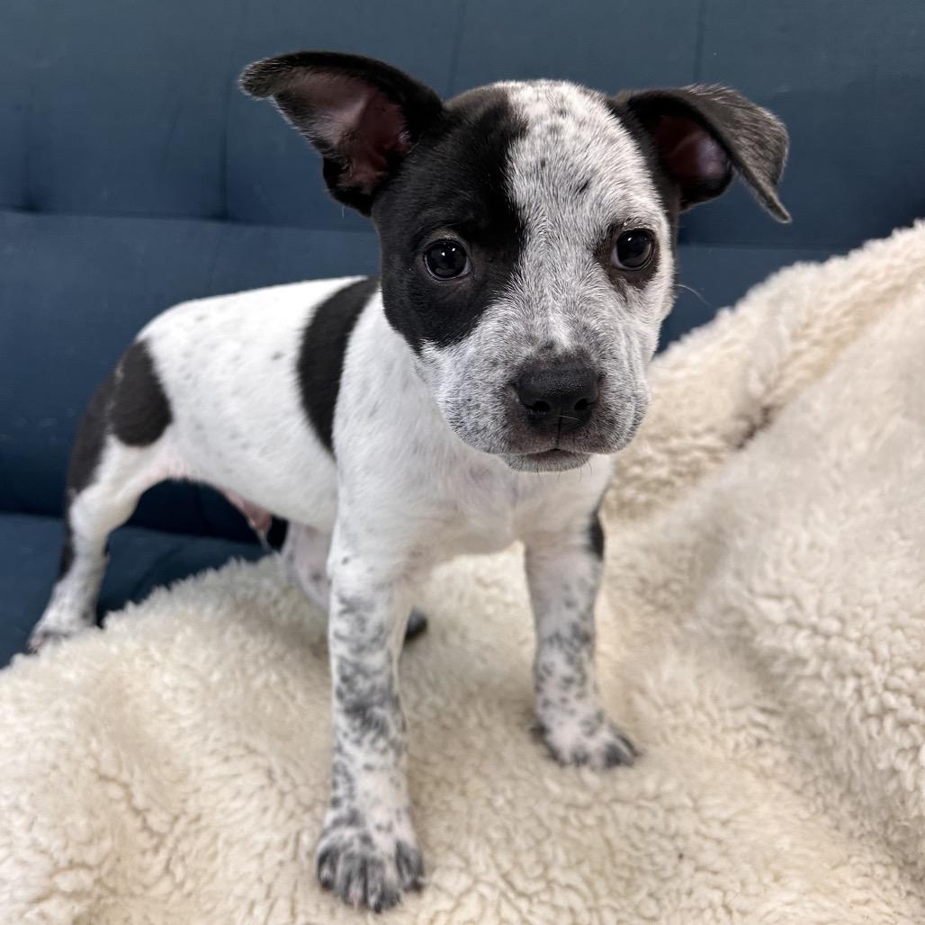 Miles, a Adoptable Mixed Breed in Park City, UT image 5/6