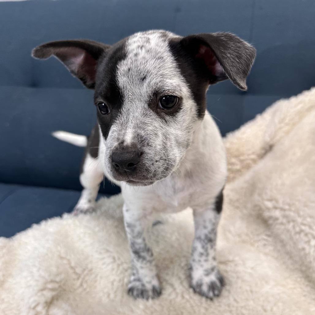 Miles, a Adoptable Mixed Breed in Park City, UT image 6/6