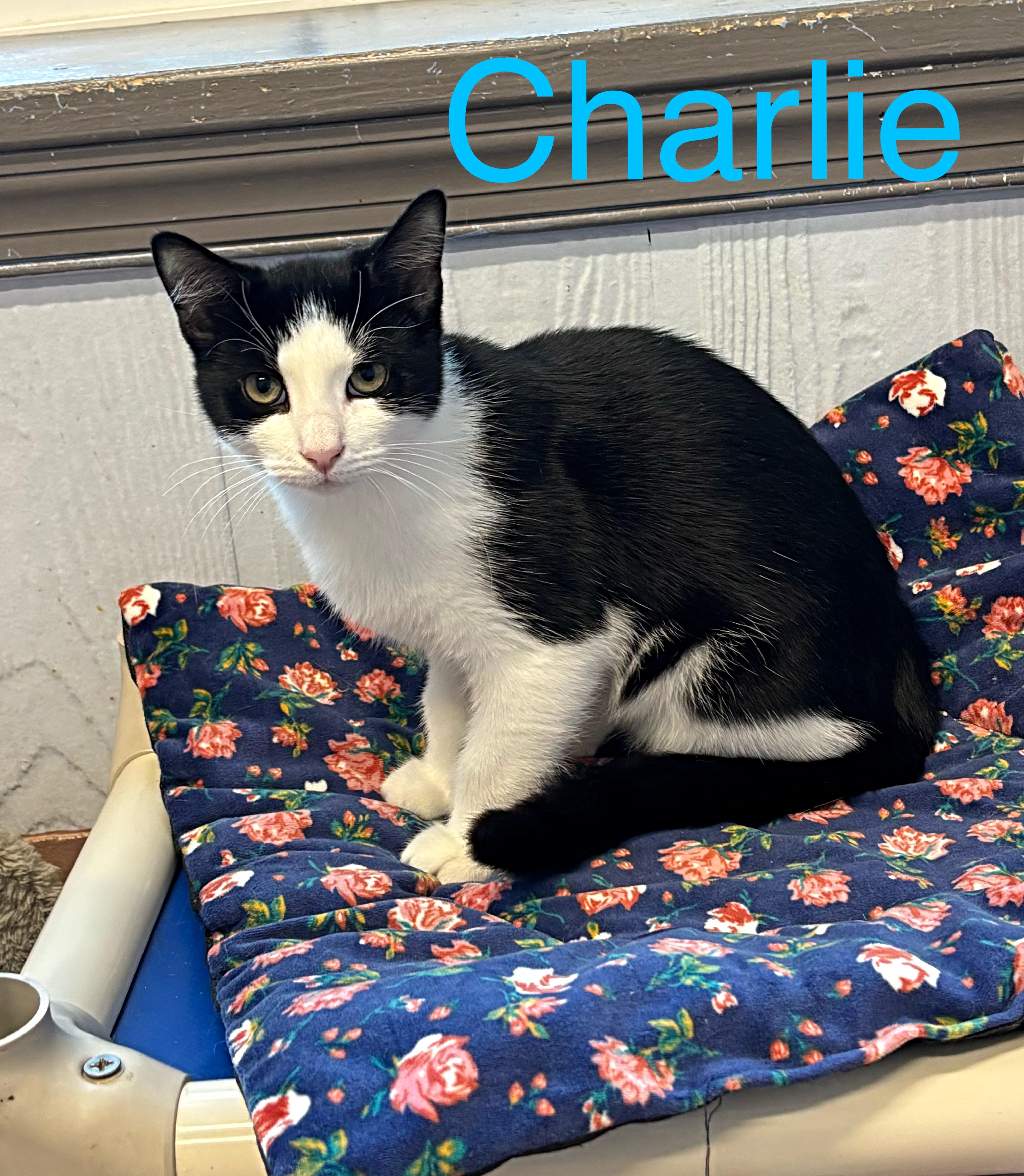 Charlie, Adoptable, Young Male Tuxedo.