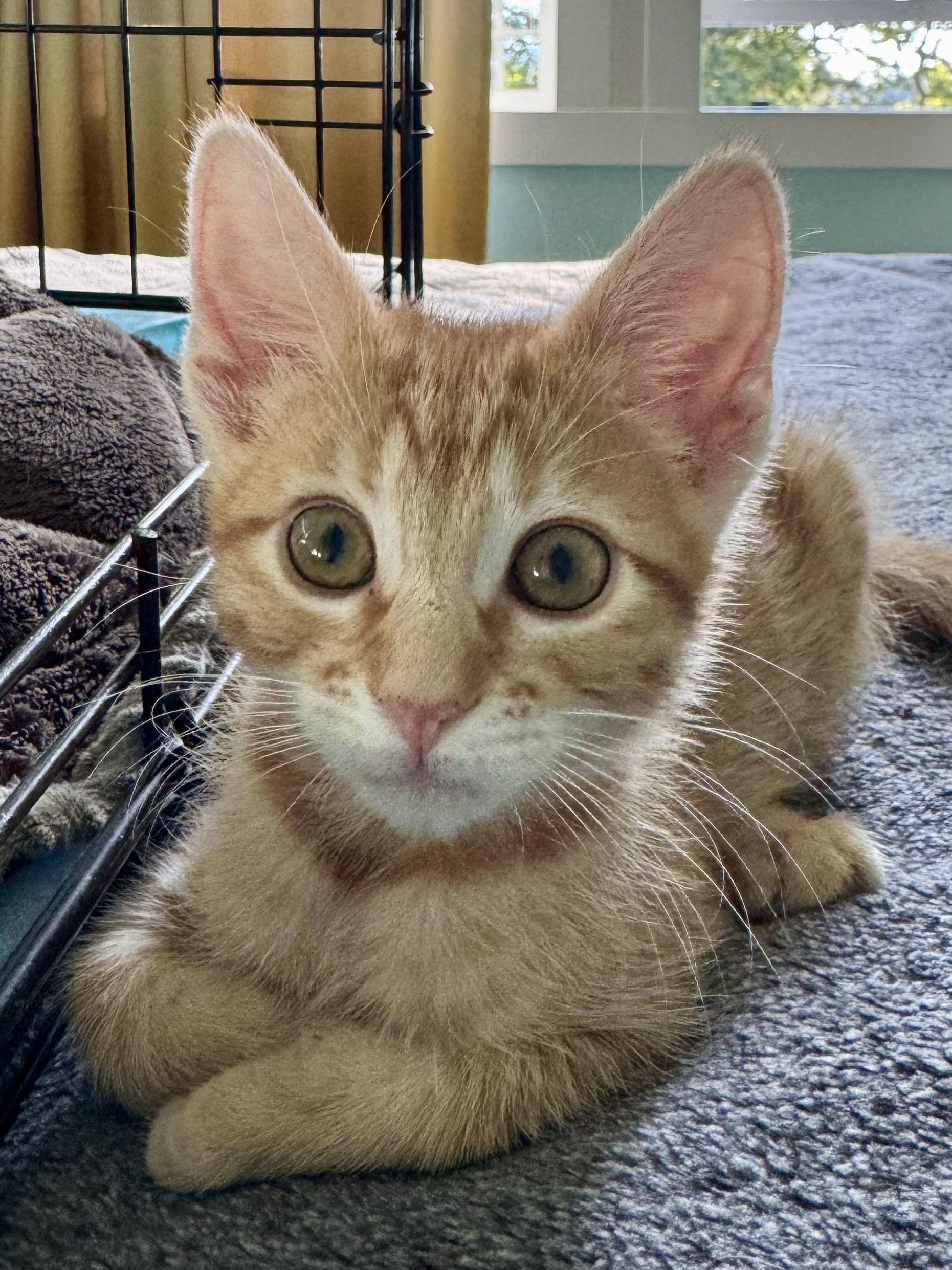 Paprika, a ADOPTABLE Tabby in Woodinville, WA image 2/4