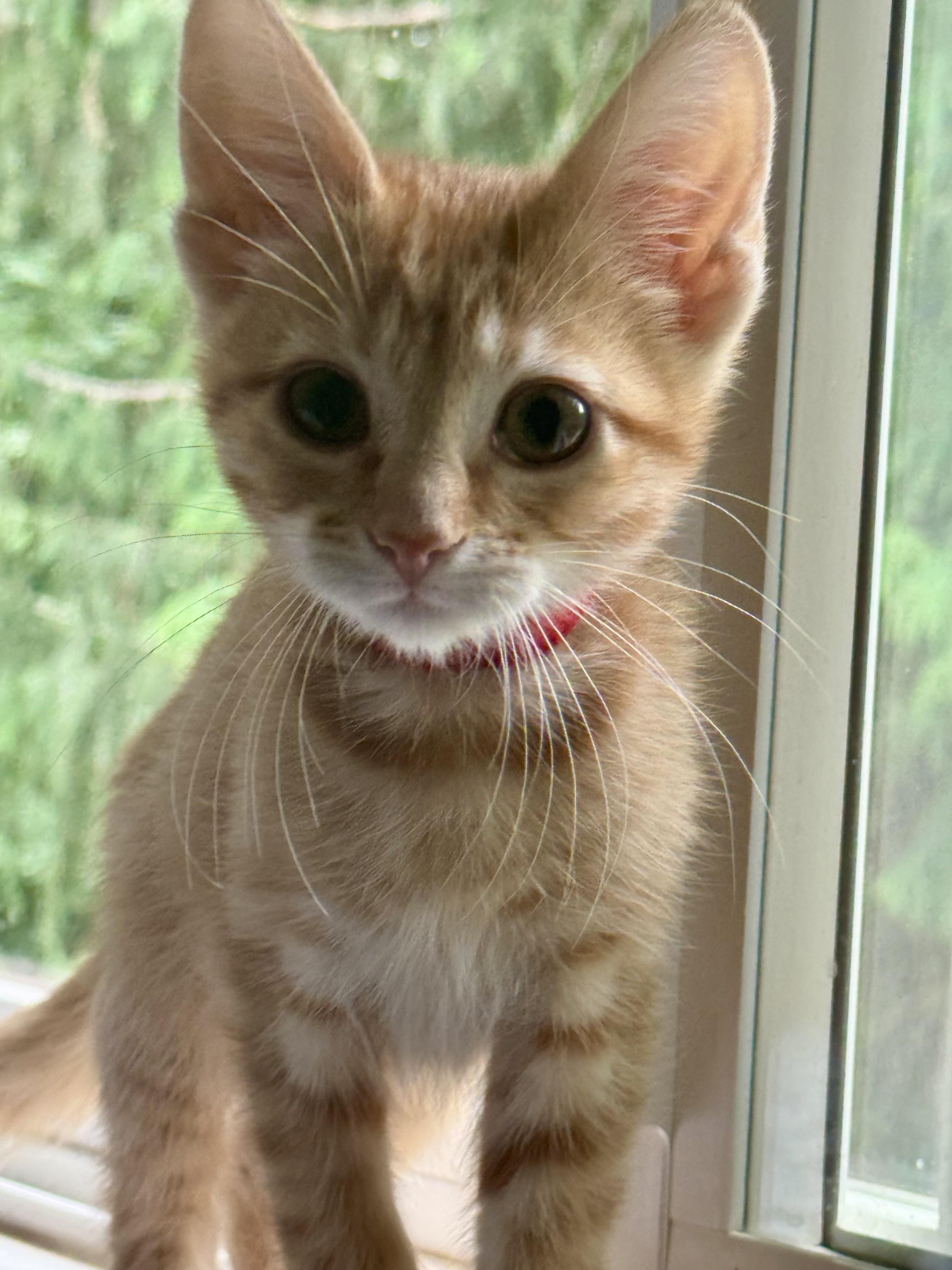 Paprika, a ADOPTABLE Tabby in Woodinville, WA image 4/4