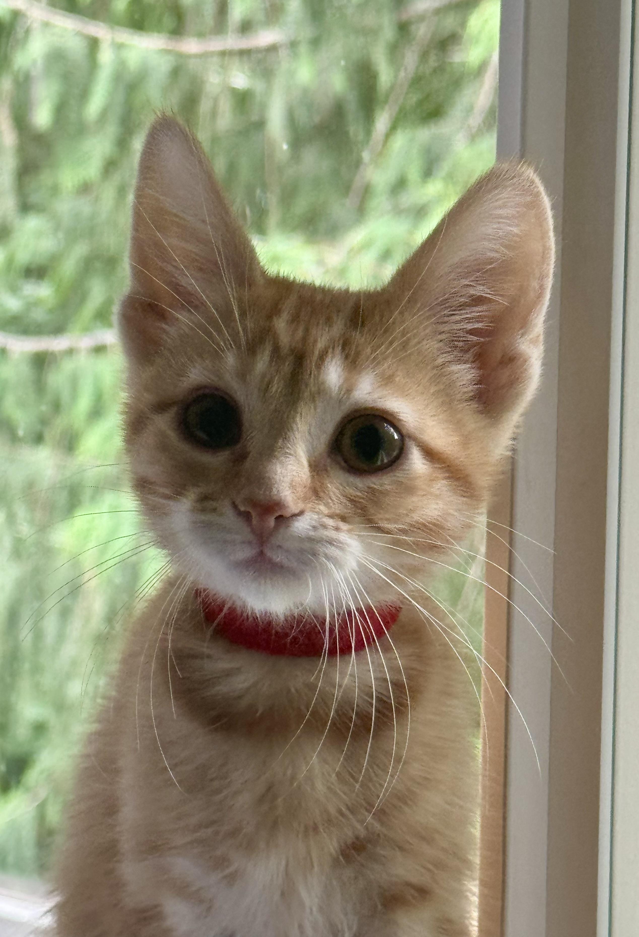 Paprika, a ADOPTABLE Tabby in Woodinville, WA image 1/4