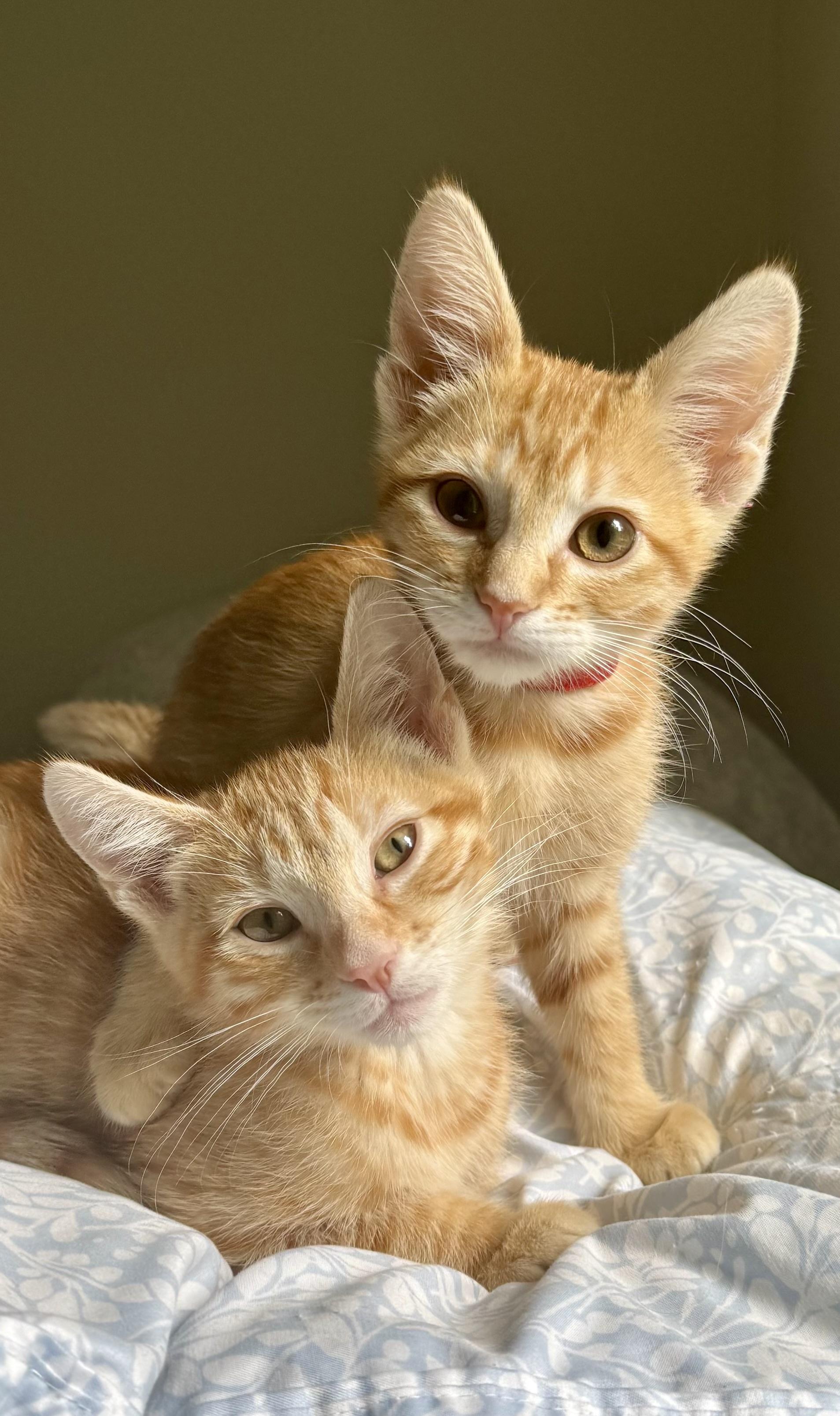 Paprika, a ADOPTABLE Tabby in Woodinville, WA image 3/4