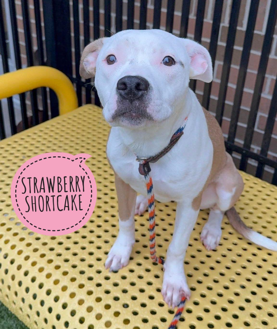 Enlarge Strawberry Shortcake, a ADOPTABLE Mixed Breed in Flint, MI image 1/1