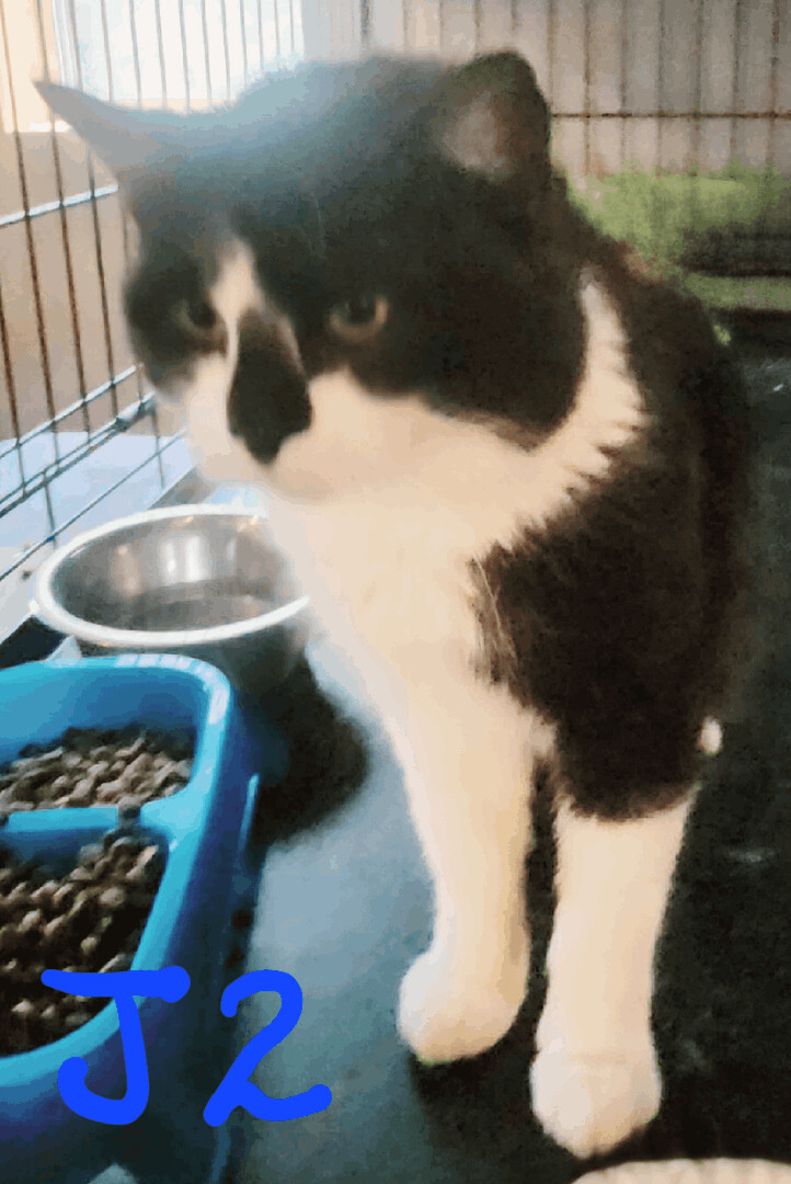 Flynn, Adopted, Adult Male Tuxedo.