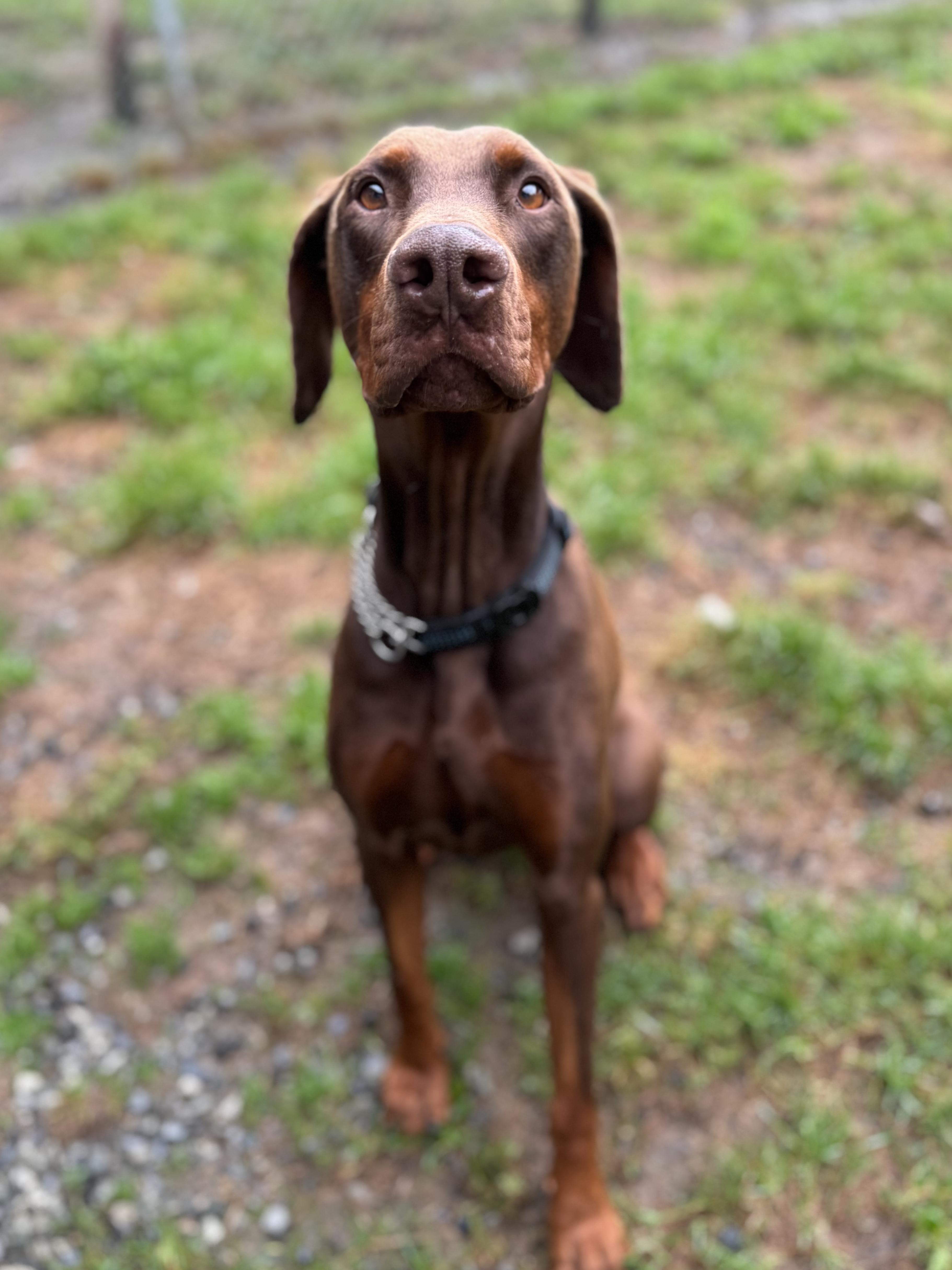 Baxter #39273 (3 Years Old)