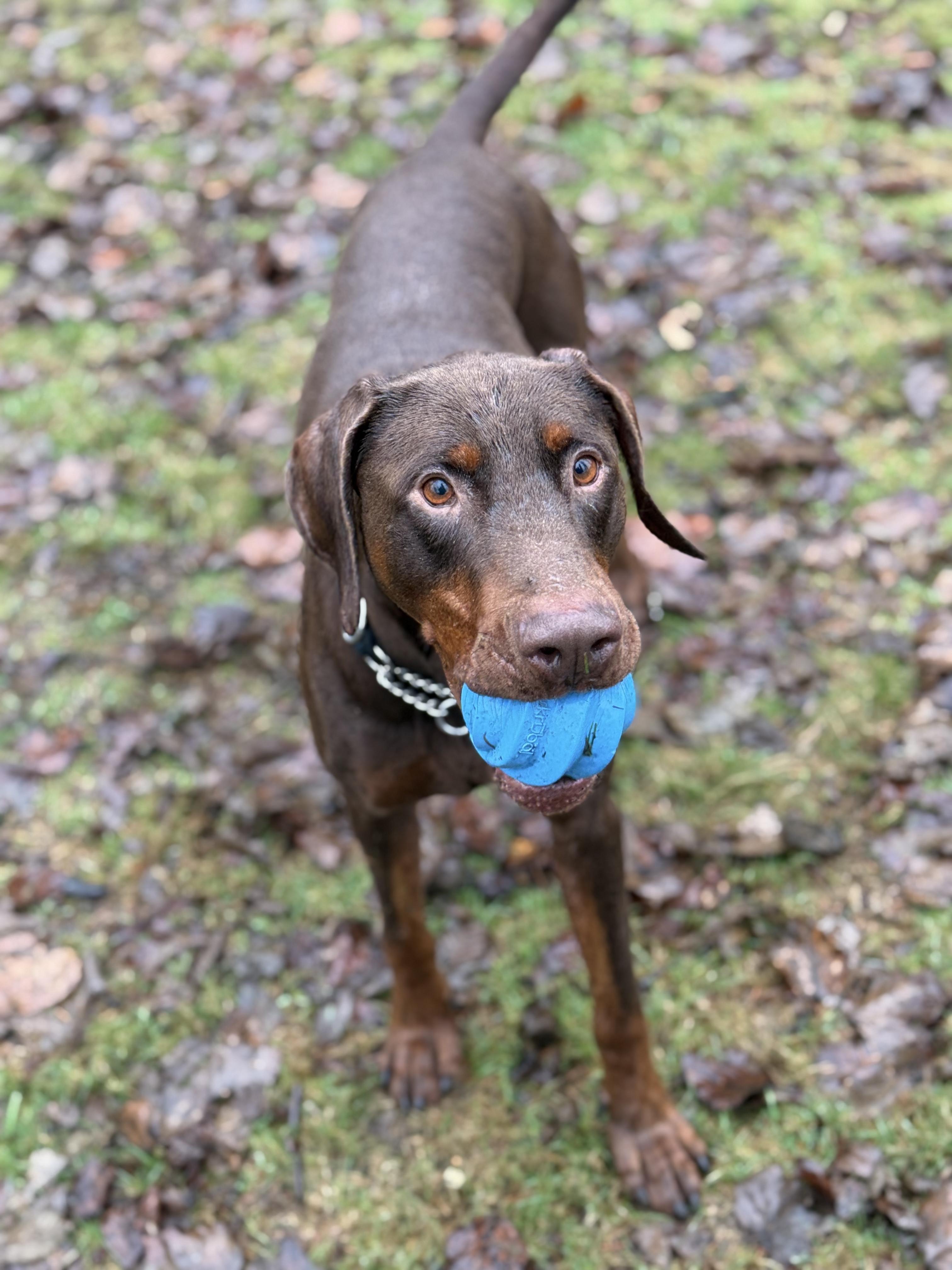 Baxter #39273 (3 Years Old) , a Adoptable mixed breed in Langley, BC image 4/6