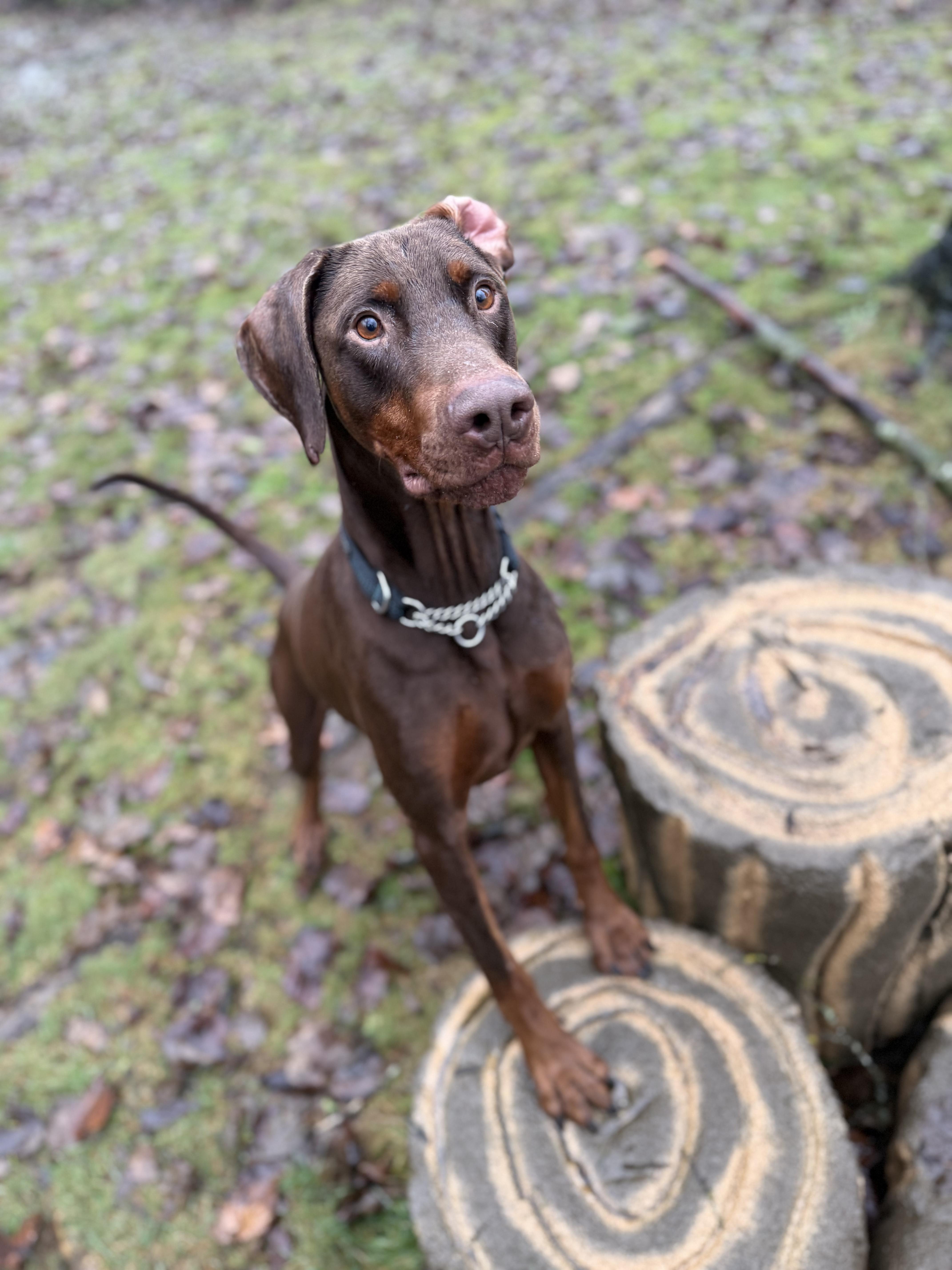 Baxter #39273 (3 Years Old) , a Adoptable mixed breed in Langley, BC image 3/6
